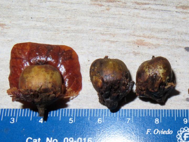 Oreomunnea pterocarpa (Campano)