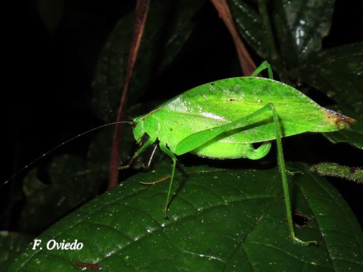 Orophus tesellatus (Saltamonte de hoja falsa)