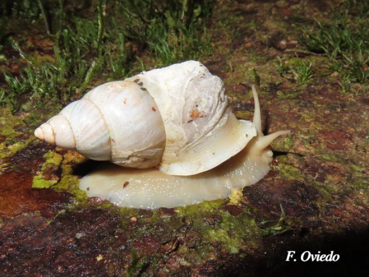 Orthalicus sp