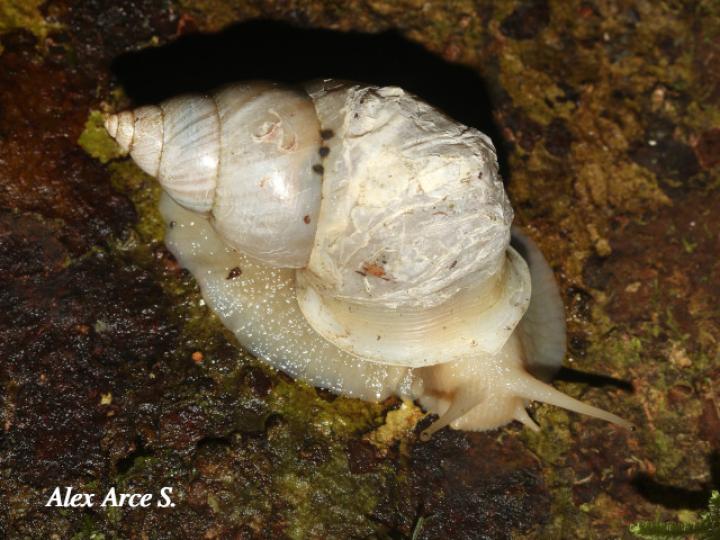 Orthalicus sp