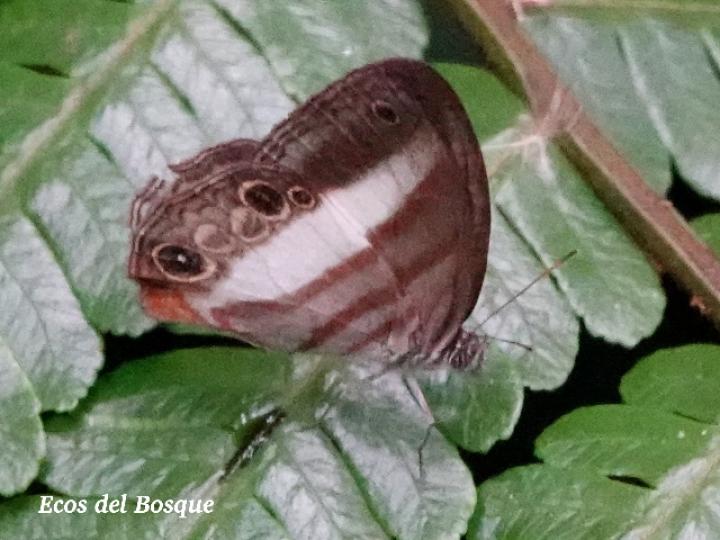 Pareuptychia metaleuca (Sátiro de una banda)
