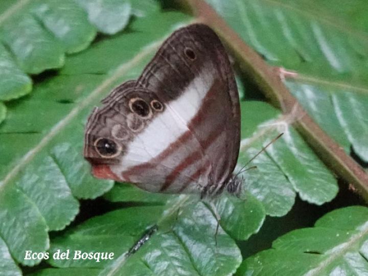 Pareuptychia metaleuca (Sátiro de una banda)