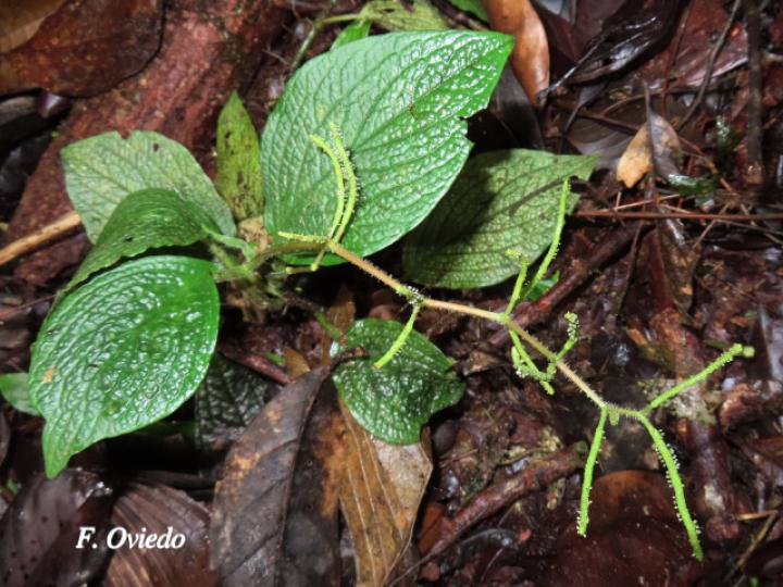 Peperomia guapilesiana