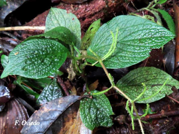 Peperomia guapilesiana