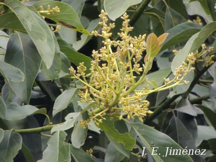 Persea americana (Aguacate)