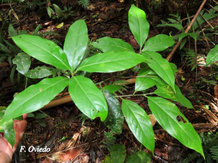 Persea americana (Aguacate)