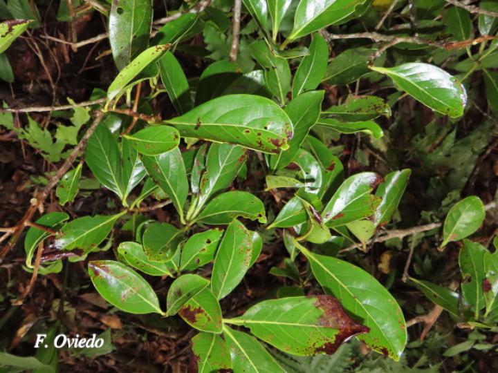 Persea americana (Aguacate)