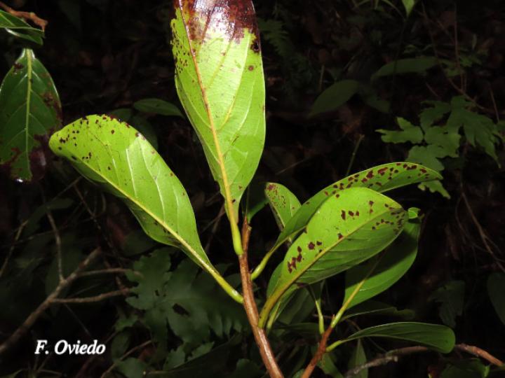 Persea americana (Aguacate)
