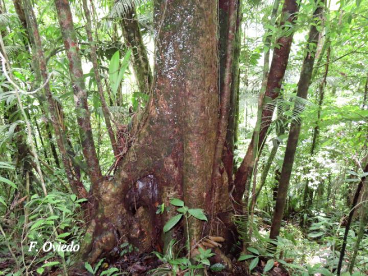 Persea americana (Aguacate)