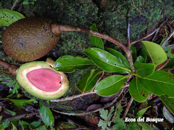 Persea americana (Aguacate)