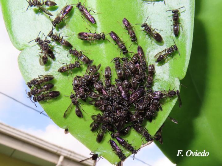 Polybia aequatorialis