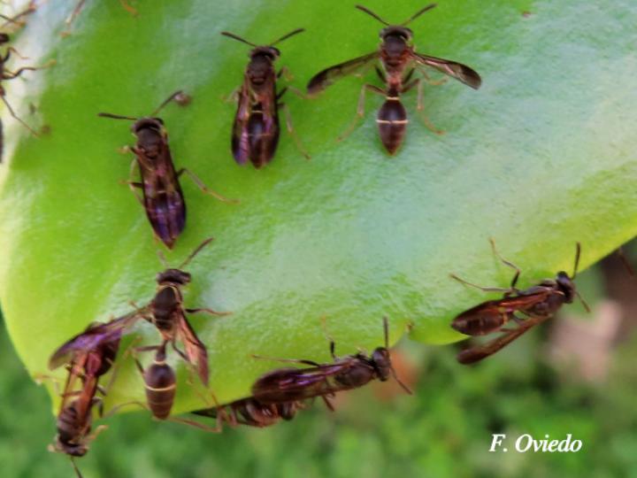 Polybia aequatorialis