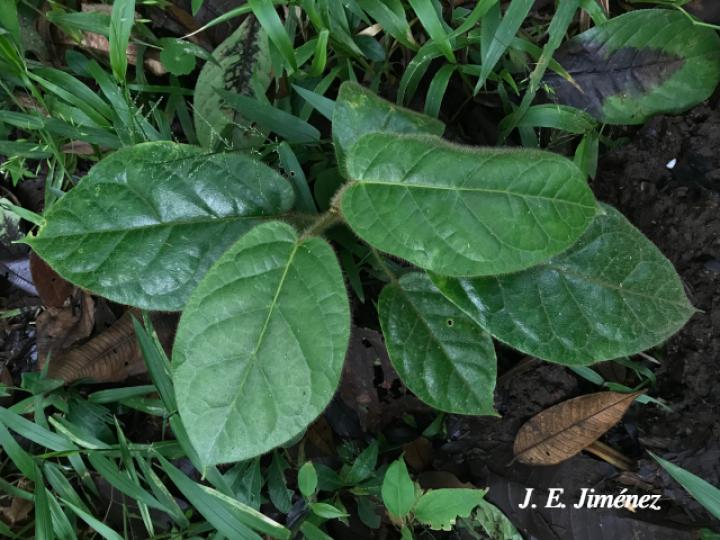 Prestonia mexicana (Cacho de chivo)