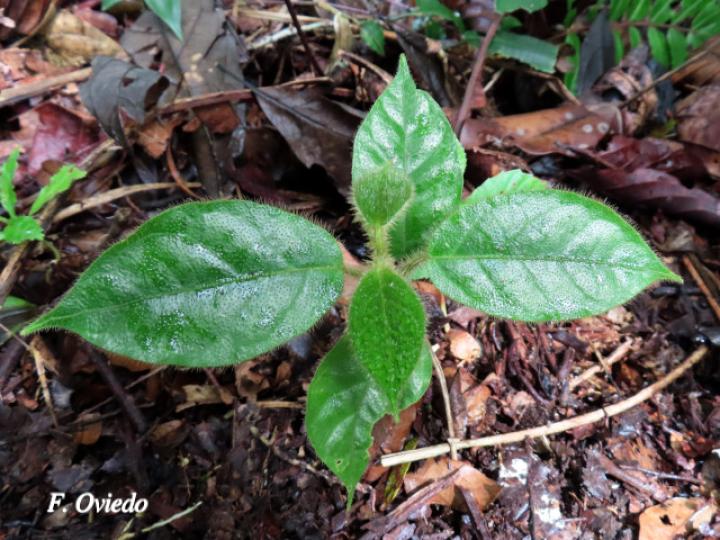 Prestonia mexicana (Cacho de chivo)