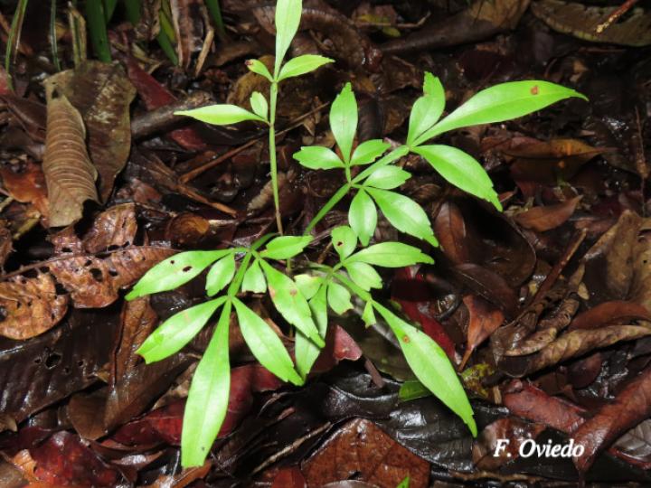 Serjania mexicana (Bejuco espinoso)