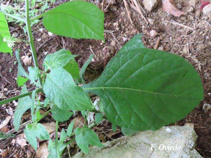 Solanum nigrescens