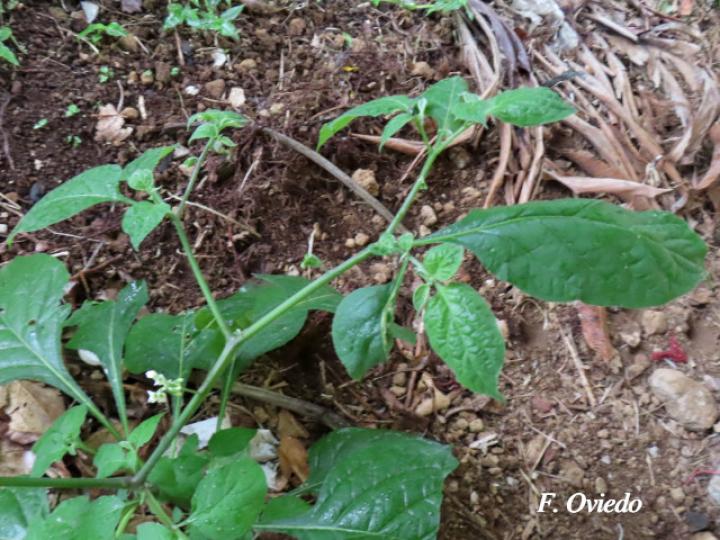Solanum nigrescens