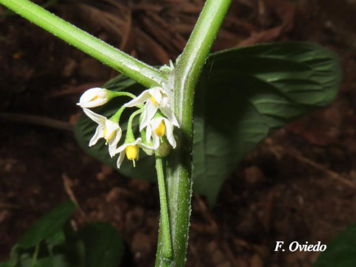Solanum nigrescens
