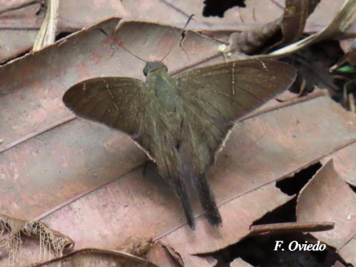 Spicauda teleus (Teleus coluda)