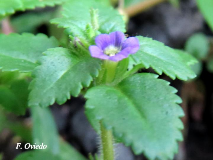 Stemodia verticillata