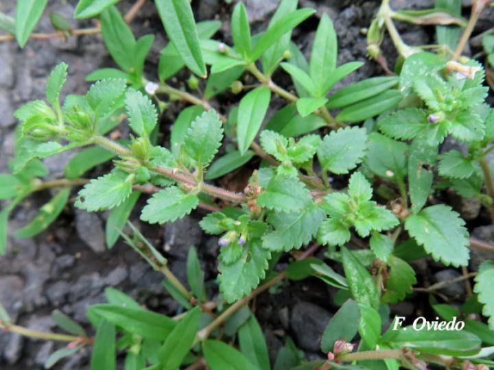 Stemodia verticillata