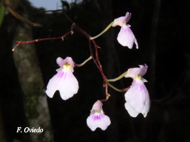 Ionopsis utricularioides