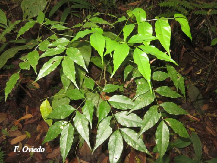 Abarema adenophora (Ojo de gringo)