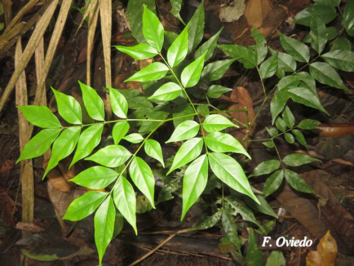 Abarema adenophora (Ojo de gringo)