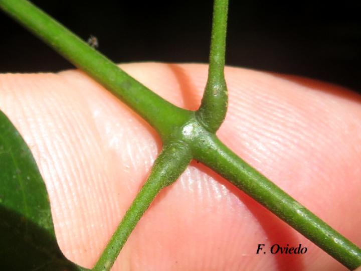 Abarema adenophora (Ojo de gringo)