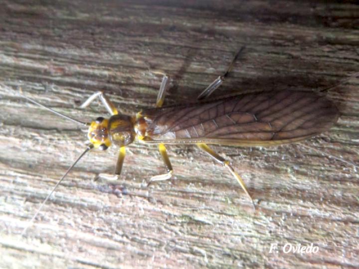 Anacroneuria sp