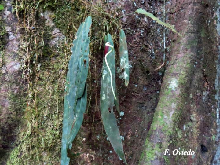 Anthurium wendlingeri