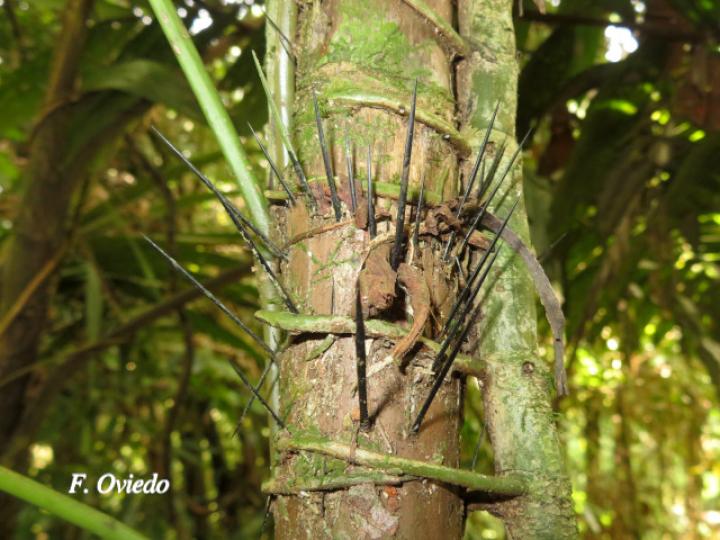 Bactris glandulosa (Chontadura)