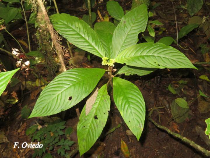 Besleria flavovirens