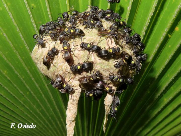 Brachygastra scutellaris