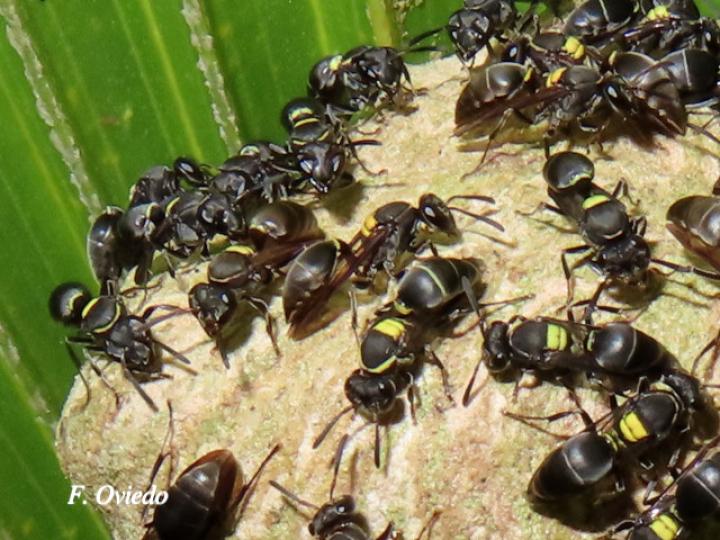 Brachygastra scutellaris