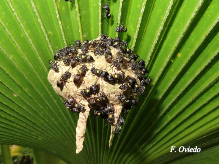 Brachygastra scutellaris
