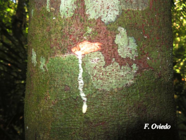 Brosimum guianense (Azulillo, Granadillo)