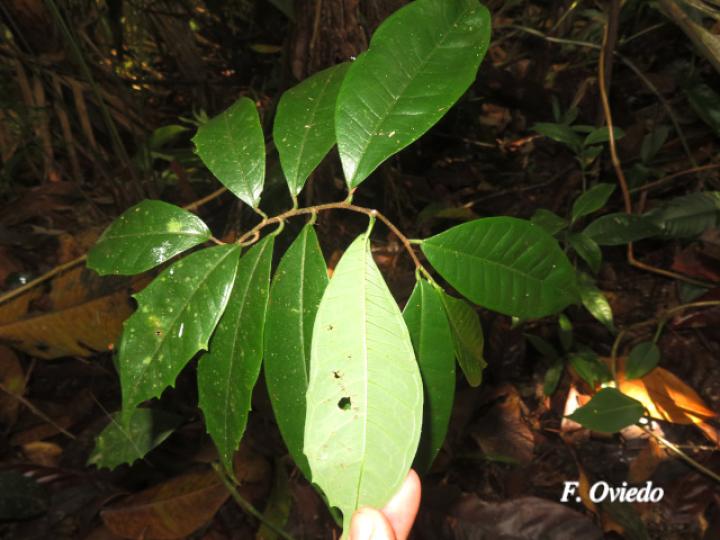 Brosimum guianense (Azulillo, Granadillo)
