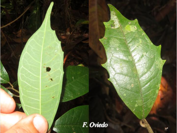 Brosimum guianense (Azulillo, Granadillo)