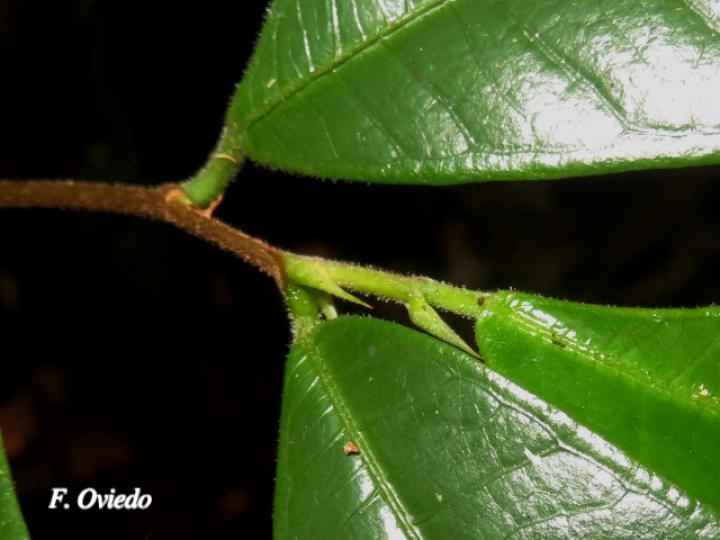 Brosimum guianense (Azulillo, Granadillo)