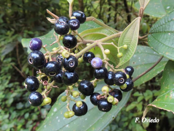 Conostegia micrantha