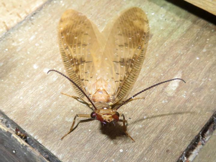 Corydalus flavicornis