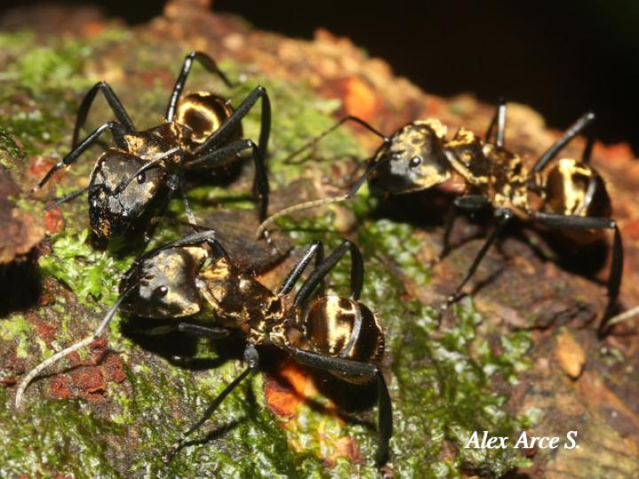 Dolichoderus validus