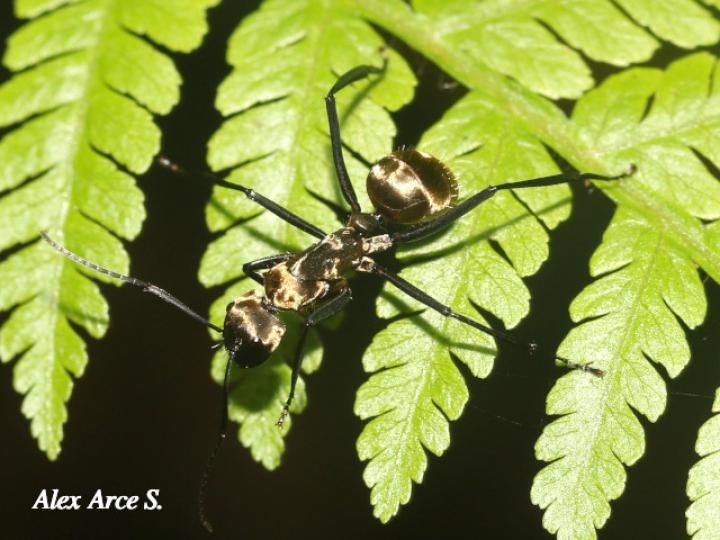 Dolichoderus validus