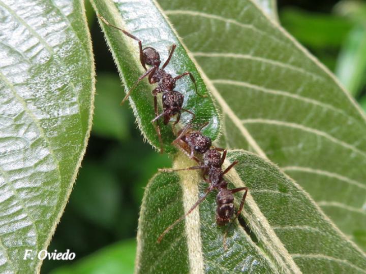 Ectatomma ruidum