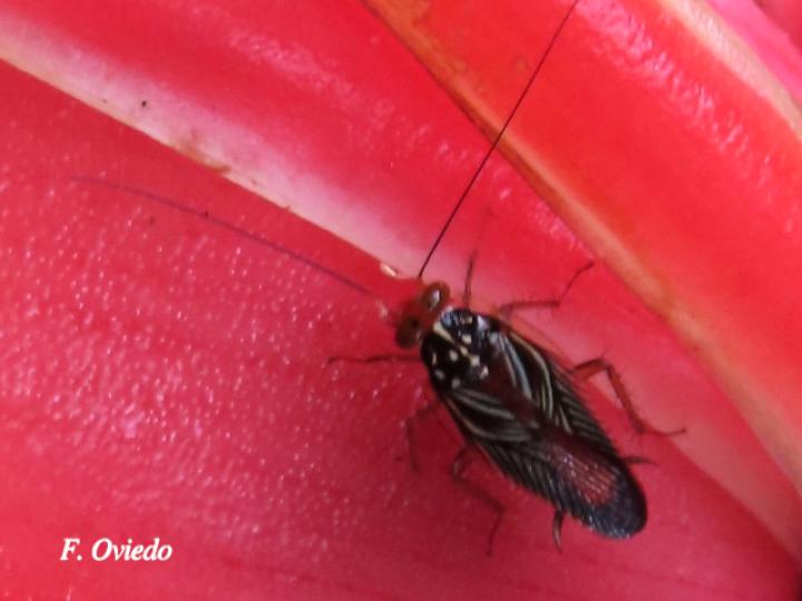 Euphyllodromia angustata