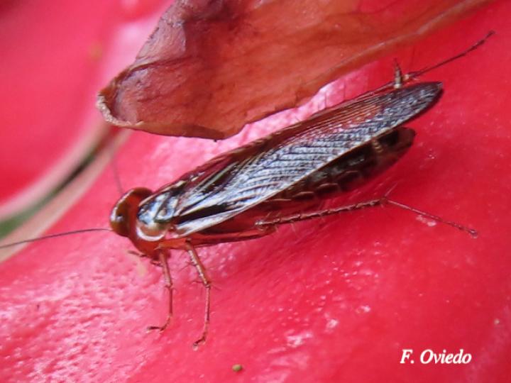 Euphyllodromia angustata