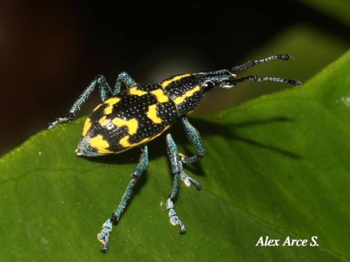 Exophthalmus nicaraguensis