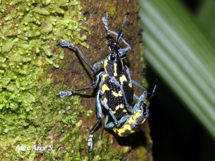 Exophthalmus nicaraguensis