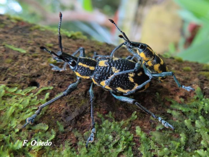 Exophthalmus nicaraguensis